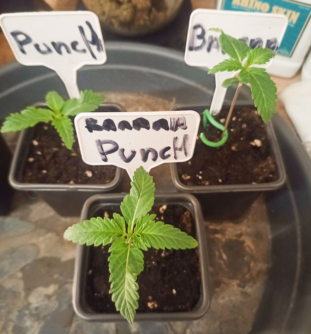 Развитие саженцев Ростки Banana Punch от Barney's Farm на 2 неделе