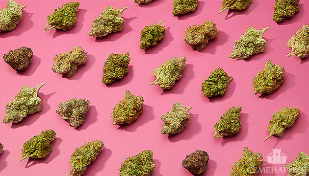 Как выбрать сорт конопли новичку Разнообразие сортов конопли