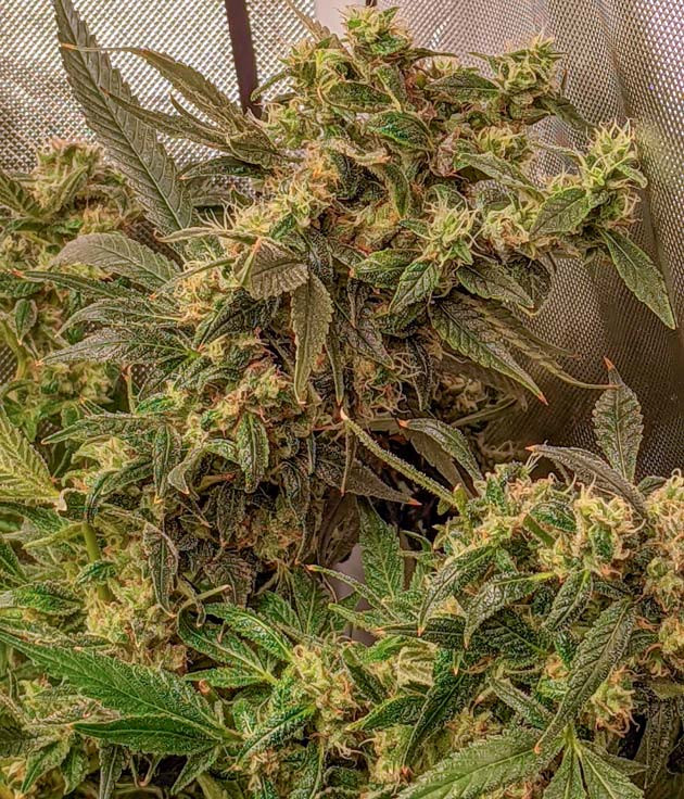 Куст Green Gelato на последних неделях выращивания