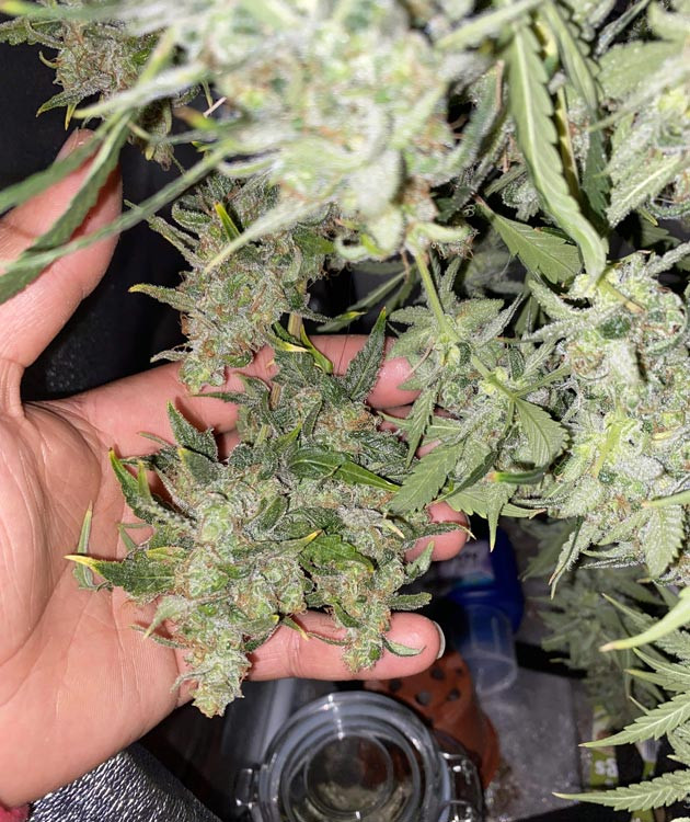 Впечатления гровера Общие впечатления