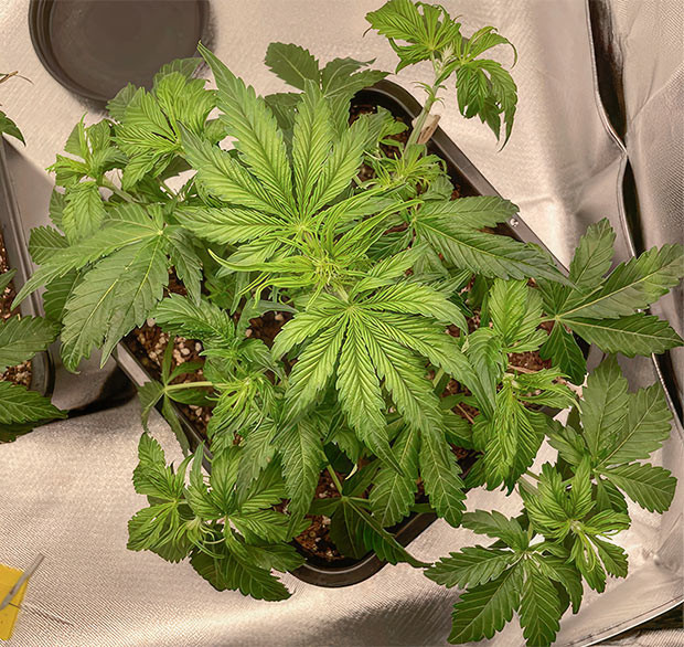 Новый бокс и удобрения Кусты Apollo F1 Auto от Royal Queen Seeds ростом 18 см
