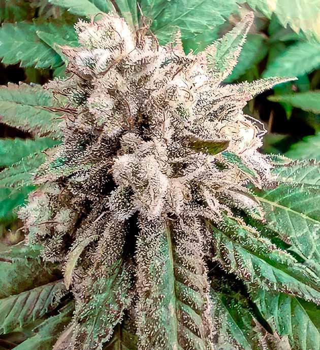 Условия внутри гроубокса Куст Godzilla Glue #4 от Herbies Seeds на 9 неделе выращивания