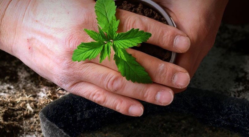 Пересадка без стресса