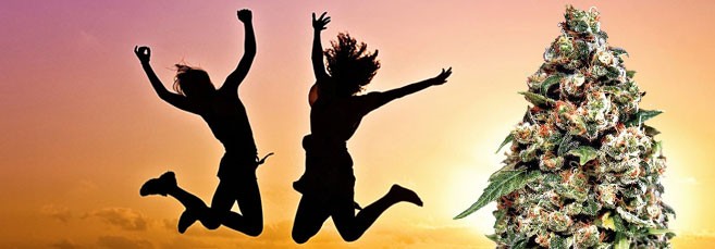 Сатива со скидкой Бодрящие сорта Сативы со скидкой