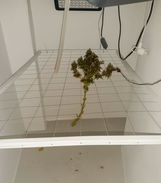 Маникюринг конопли Харвест и общие впечатления