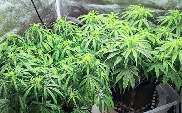 Проблемы на 7 неделе выращивания 7 неделя выращивания