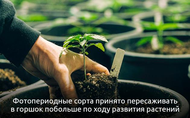 Какие горшки подходят для фотопериодных сортов конопли