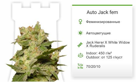 Auto Jack fem от Paradise Seeds