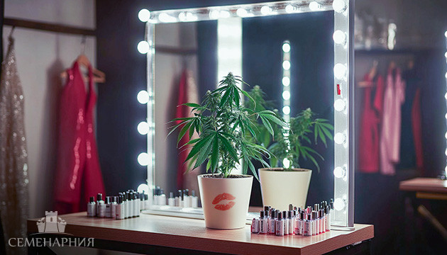 Как отличить женскую коноплю от мужской