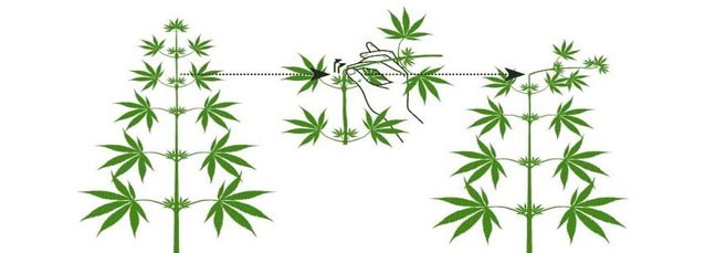 Пример техники