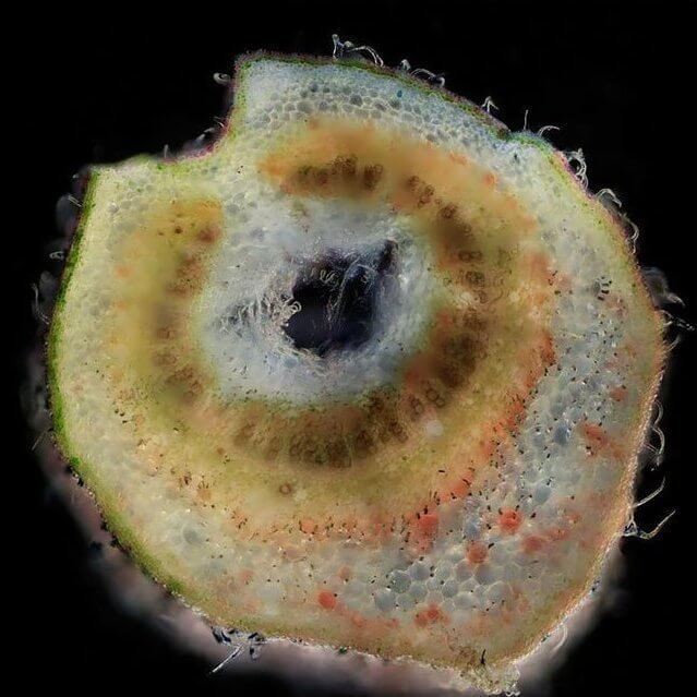 Черешок каннабиса в разрезе Срез черешка