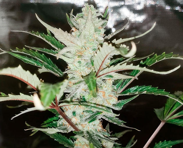 Куст Zkittlez Auto от FastBuds на 9 неделе