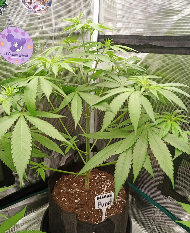 Новый состав удобрений к началу цветения Куст Banana Punch от Barney's Farm на 7 неделе