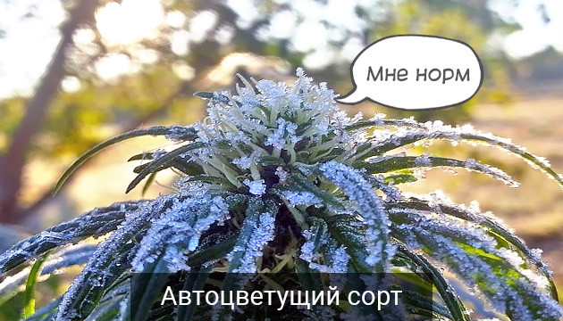 Как выбрать сорт устойчивый к холодам Автоцветы более устойчивы к холоду