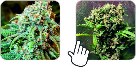 Выбор сорта Выбор правильного сорта