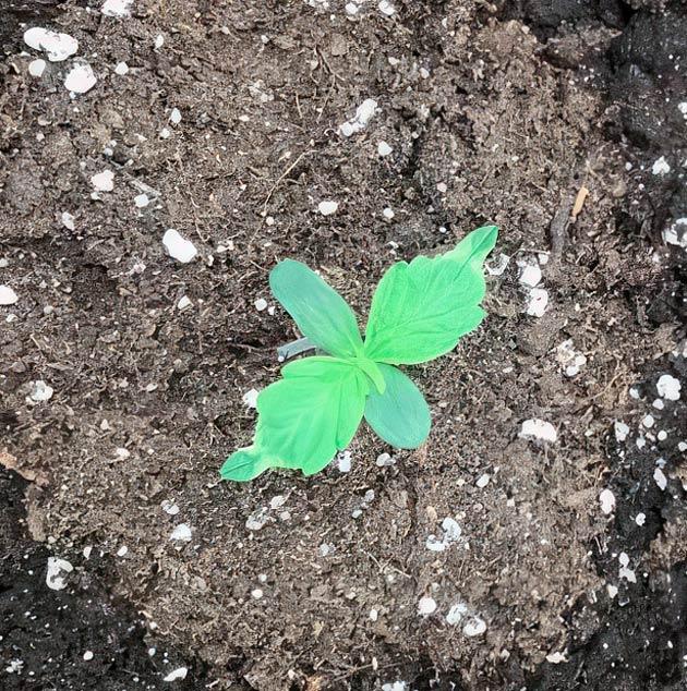 Пересадка и полив марихуаны Росток Godzilla Cookies Auto от Herbies Seeds на 1 неделе