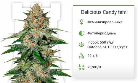 Сорт марихуаны Delicious Candy Delicious Candy fem (Delicious Seeds)