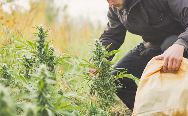 Влияние темноты на сбор урожая Темнота перед харвестом