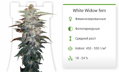Сорт White Widow от Nirvana Seeds Характеристики сорта White Widow от Nirvana Seeds