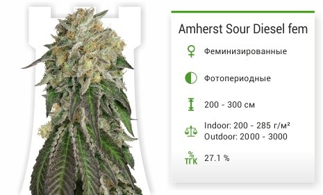 Сорт конопли Amherst Sour Diesel Amherst Sour Diesel от Humboldt Seeds