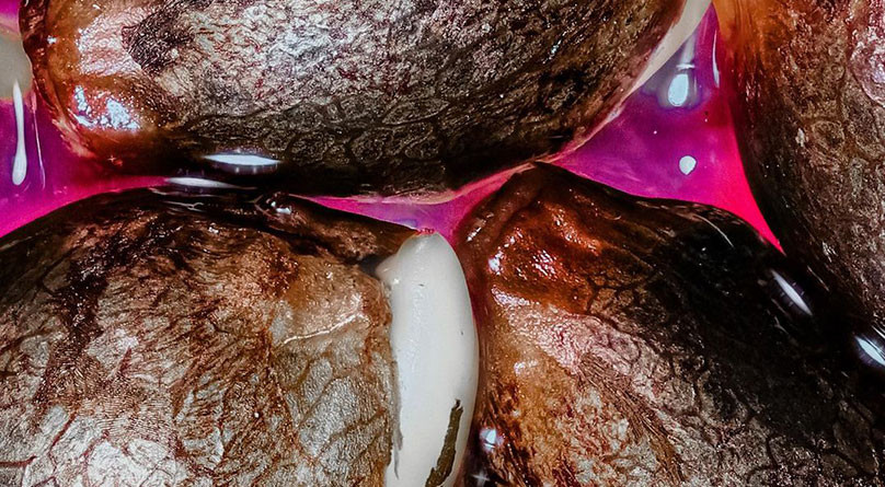 Появление плесени и грибка на семенах Сушка семян конопли