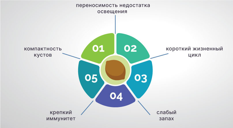 Как выбрать сорт конопли для подоконника Семена конопли для выращивания на подоконнике