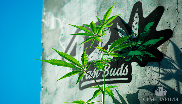 Новинки сбдбанка FastBuds Новая коллекция семян конопли от FastBuds