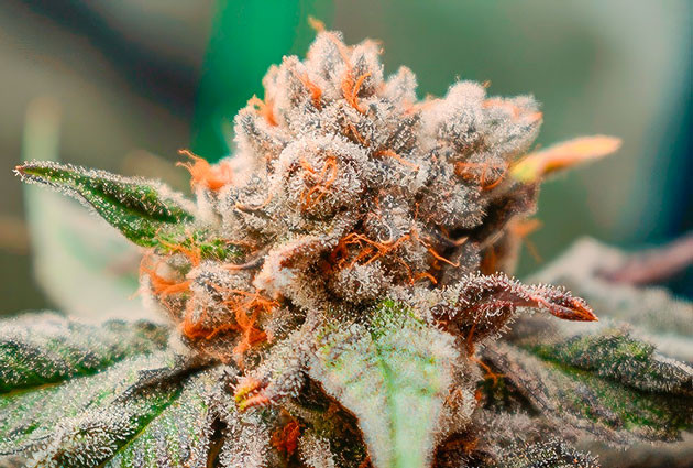 Промывка и сушка марихуаны Куст Banana Punch на последних неделях выращивания