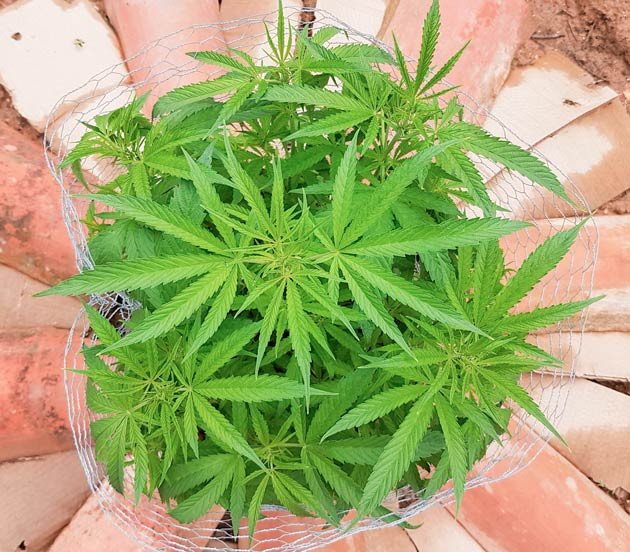 Небольшая дефолиация Куст Runtz Muffin от Barney's Farm на стадии вегетации