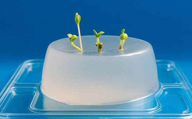 Проращивание в гидрогеле