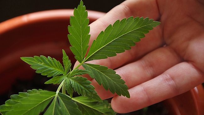 растущая конопля