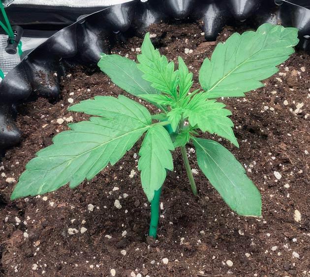 Вентиляция в гроубоксе и легкая тренировка Растишка Godzilla Cookies Auto на 2 неделе