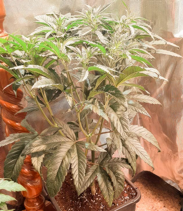 Куст Fullgas от GHS на 7 неделе выращивания