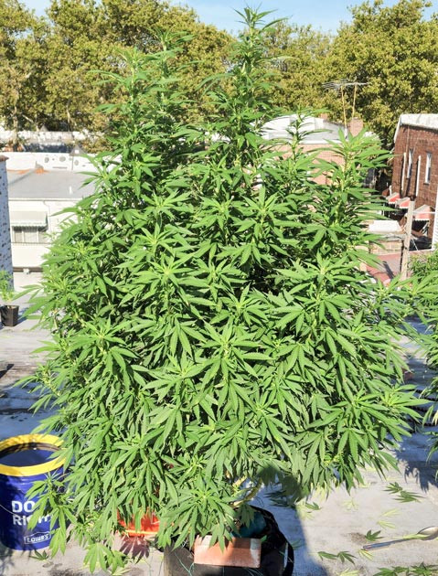 14 неделя выращивания Ожог листьев конопли от солнца