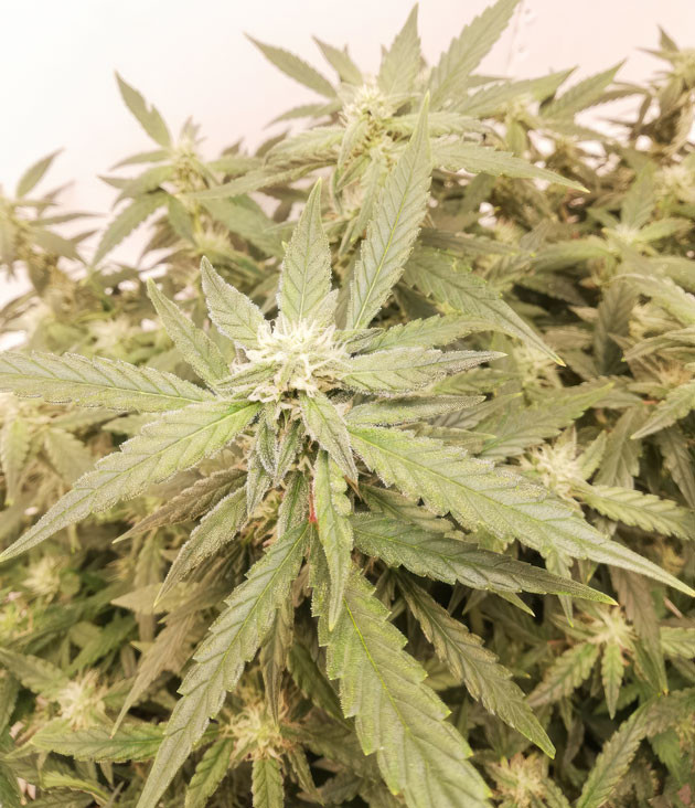 Корректировка состава раствора и аромат цитрусовых Куст Alpha 21 от AlphaFem Seeds на 8-9 неделе