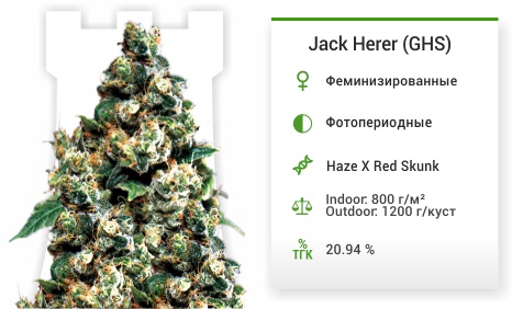Jack Herer fem от Green House Seeds