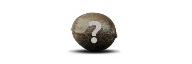 Неизвестный сорт Выращивание неизвестного сорта