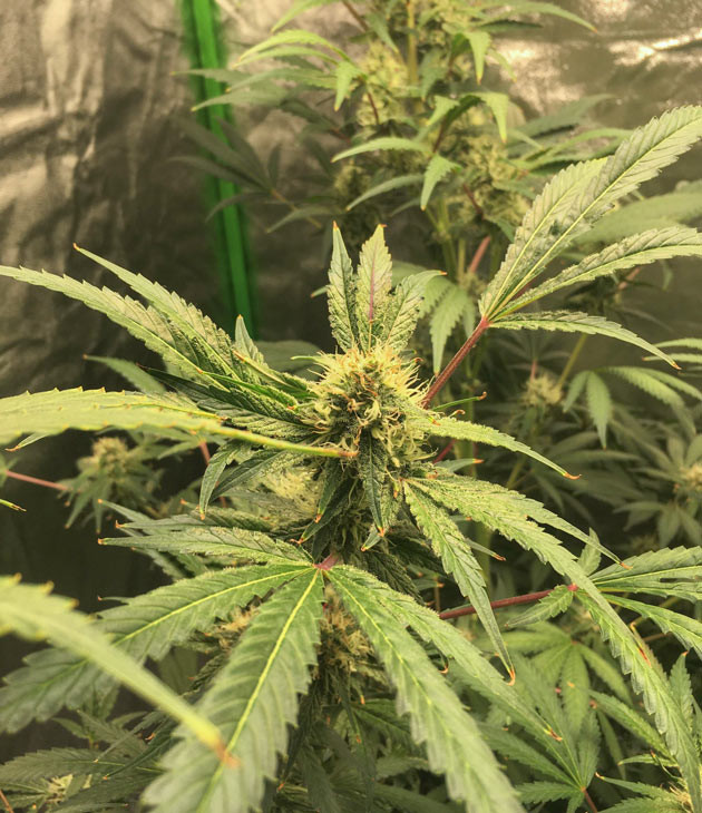 Формирование бутонов Куст DDoS #33 от Herbies Seeds на 11-12 неделе