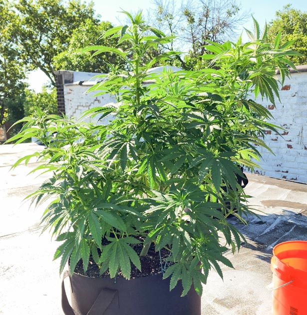 Продолжение тренировок LST и дефолиации Куст после LST и дефолиации