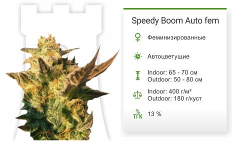 Сорт марихуаны Auto White Widow Speedy Boom Auto fem от Kannabia Seeds