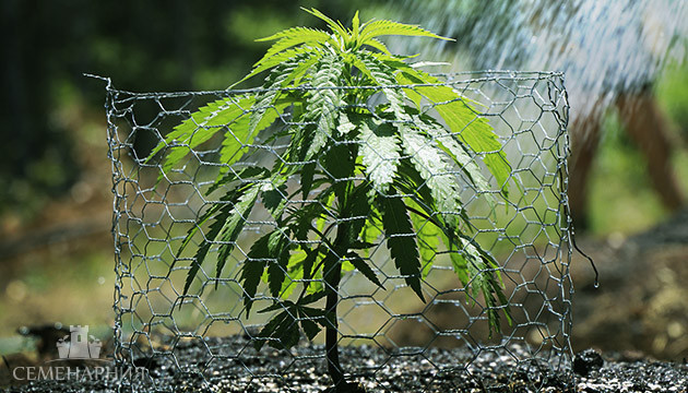Выращивание конопли в аутдоре Каннабис в открытом грунте