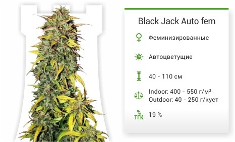 Сорт марихуаны Black Jack Auto Black Jack Auto fem