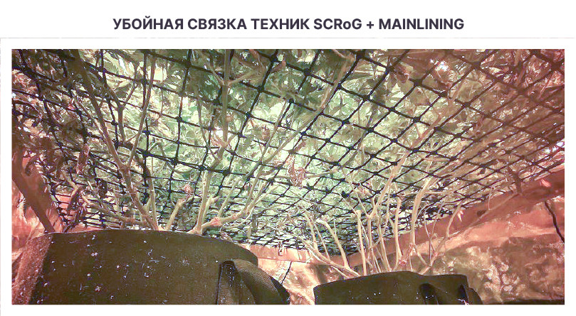 Screen of Green Применение техники ScrOG