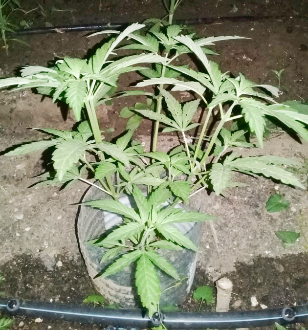 Выращивание на 6 и 8 неделях Куст с 6 по 8 неделю