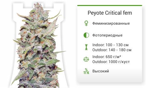 Peyote Critical fem (Barney's Farm)