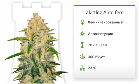 Сорт марихуаны Zkittlez Auto Zkittlez Auto от FastBuds
