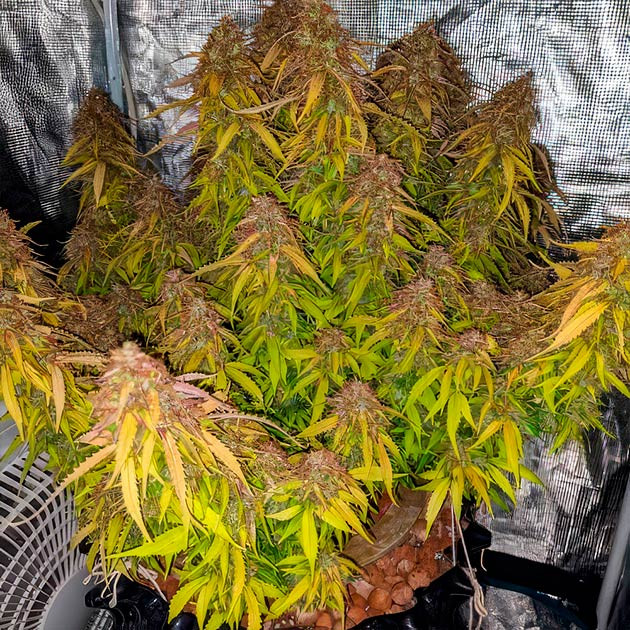 Харвест и сбор урожая Куст перед харвестом