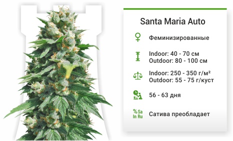 Santa Maria Auto Santa Maria Auto