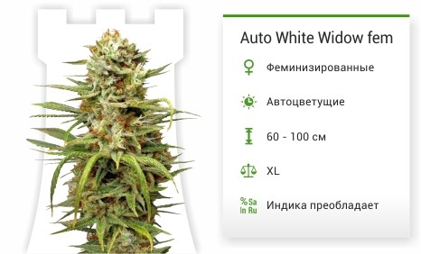 Сорт каннабиса Auto White Widow Auto White Widow fem от Dutch Passion