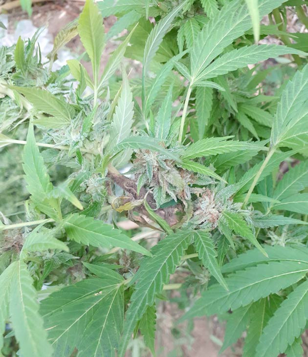 Появление плесени на 23 неделе выращивания Плесень на конопле